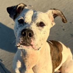 Shelter Stray Male Dog last seen Near, 5001 E Raymond St, Indianapolis, IN 46203, USA