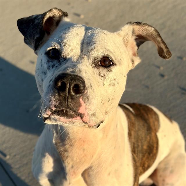 Shelter Stray Male Dog last seen Near, 5001 E Raymond St, Indianapolis, IN 46203, USA