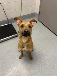 Shelter Stray Male Dog last seen Near, 5001 E Raymond St, Indianapolis, IN 46203, USA