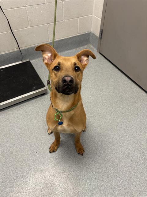 Shelter Stray Male Dog last seen Near, 5001 E Raymond St, Indianapolis, IN 46203, USA