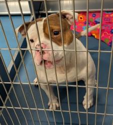 Shelter Stray Male Dog last seen Near BLOCK MALLINA ST, GROSSE POINTE, MI, 48236, 1431 E Ferry St, Detroit, MI 48211, USA