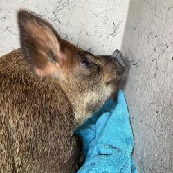Shelter Stray Female Livestock last seen Near, 5001 E Raymond St, Indianapolis, IN 46203, USA