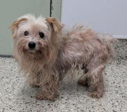 Shelter Stray Male Dog last seen Near BLOCK E WARREN AVE, DETROIT MI 48215, 1431 E Ferry St, Detroit, MI 48211, USA