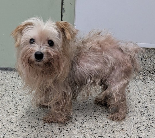 Shelter Stray Male Dog last seen Near BLOCK E WARREN AVE, DETROIT MI 48215, 1431 E Ferry St, Detroit, MI 48211, USA