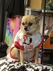 Reunited Female Dog last seen Barry Rd & Troost St, Kansas City, MO 64118