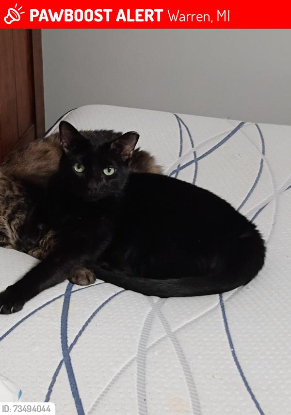 Lost Male Cat last seen Near Goulson Ave warren MI 48091, Warren, MI 48091