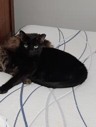 Lost Male Cat last seen Near Goulson Ave warren MI 48091, Warren, MI 48091