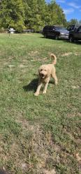 Found/Stray Male Dog last seen County Road 223, Smith County, TX 75750