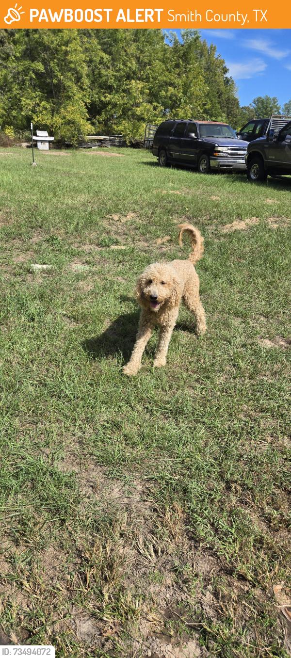 Found/Stray Male Dog last seen County Road 223, Smith County, TX 75750