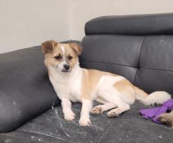 Reunited Male Dog last seen Rockwood Mall, Mississauga, ON L4W 4N1