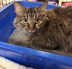 Reunited Female Cat last seen Mount Olive Church Road and Town Mountain Road; Asheville, NC, Buncombe County, NC 28804