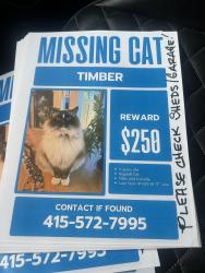 Lost Male Cat last seen 17th and wall, Spokane, WA 99203