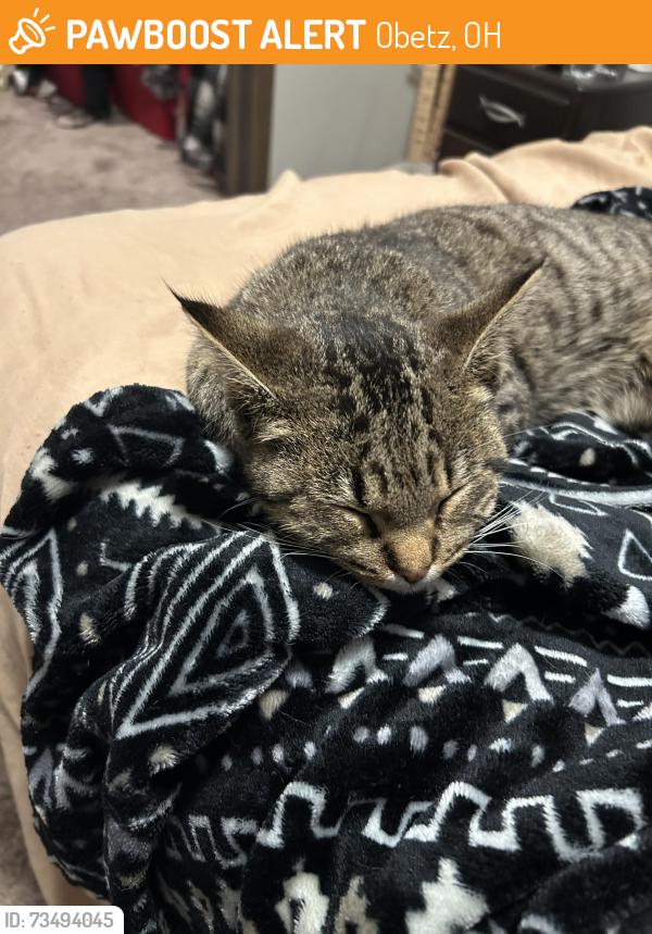 Found/Stray Male Cat last seen Area 51 disc golf course, Obetz, OH 43207