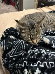 Found/Stray Male Cat last seen Area 51 disc golf course, Obetz, OH 43207