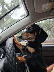 Reunited Male Dog last seen Eunice San Pablo, Jacksonville, FL 32250
