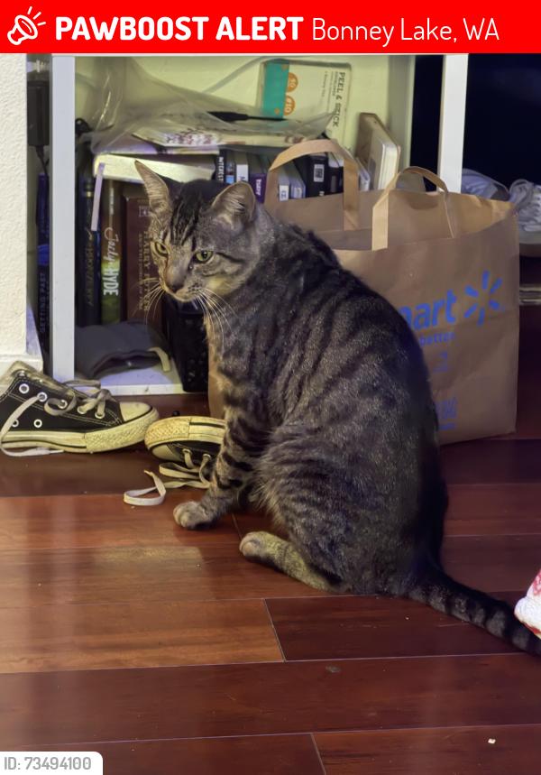 Lost Male Cat last seen South tapps, Bonney Lake, WA 98391