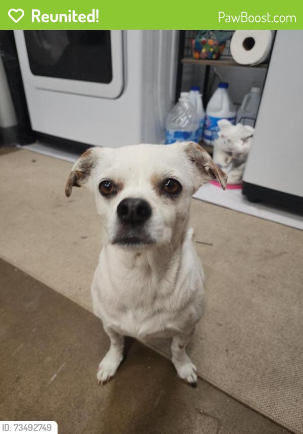 Reunited Female Dog last seen Santa ana st (near railroad tracks), Anaheim, CA 92805