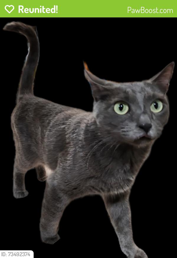 Reunited Female Cat last seen Amar Rd, La Puente, CA 91746