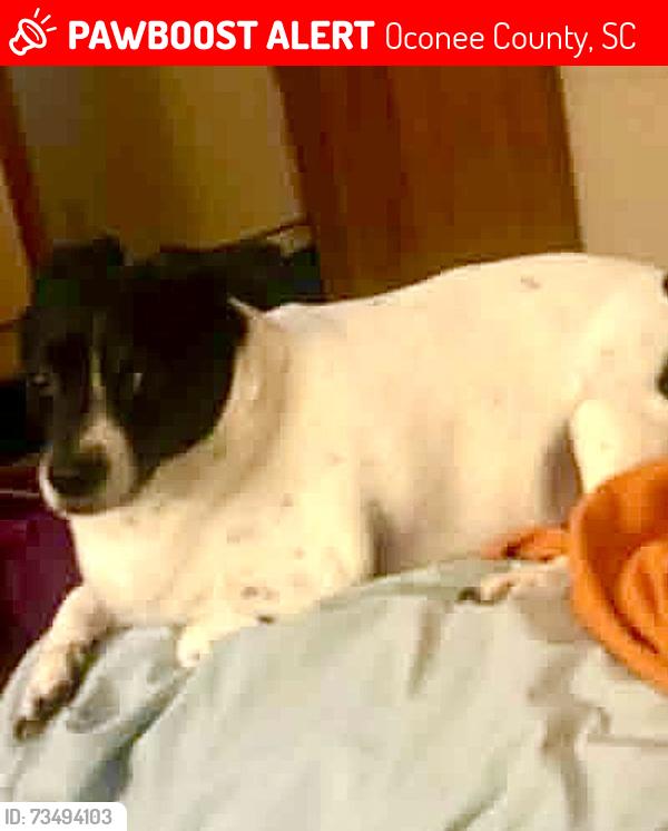 Lost Male Dog last seen Tamessee Knob, Oconee County, SC 29686