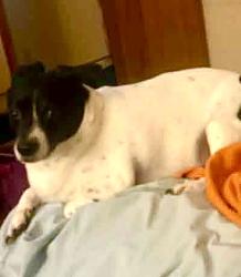 Lost Male Dog last seen Tamessee Knob, Oconee County, SC 29686