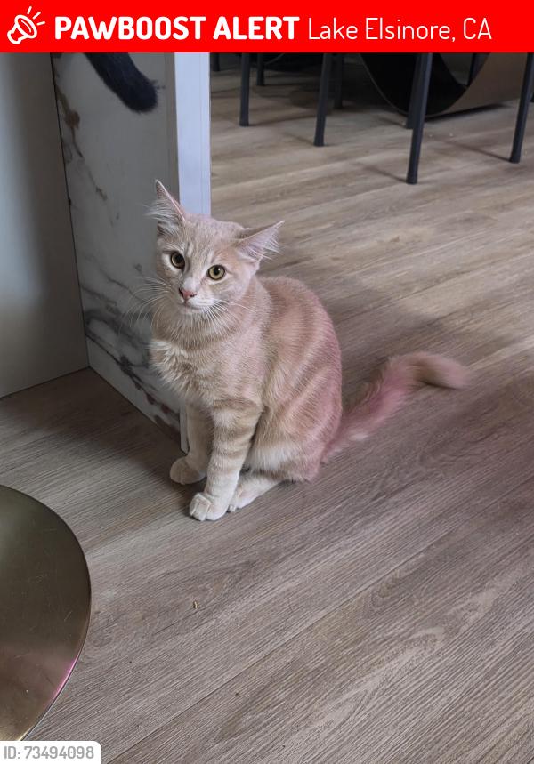 Lost Male Cat last seen Grand ave & Riverside Drive, Lake Elsinore, CA 92530