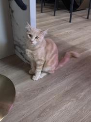 Lost Male Cat last seen Grand ave & Riverside Drive, Lake Elsinore, CA 92530