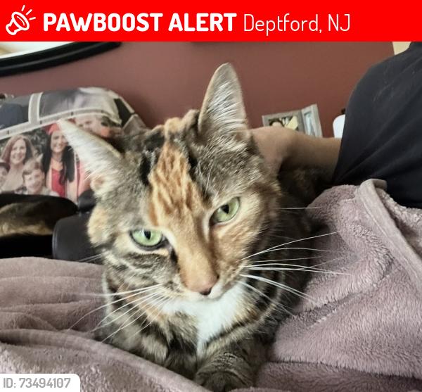 Lost Female Cat last seen Village boulevard, Deptford, NJ 08096