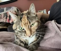 Lost Female Cat last seen Village boulevard, Deptford, NJ 08096