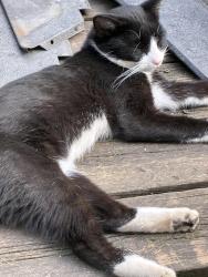 Found/Stray Male Cat last seen Near Hemlock Ave, Romeoville, IL 60446