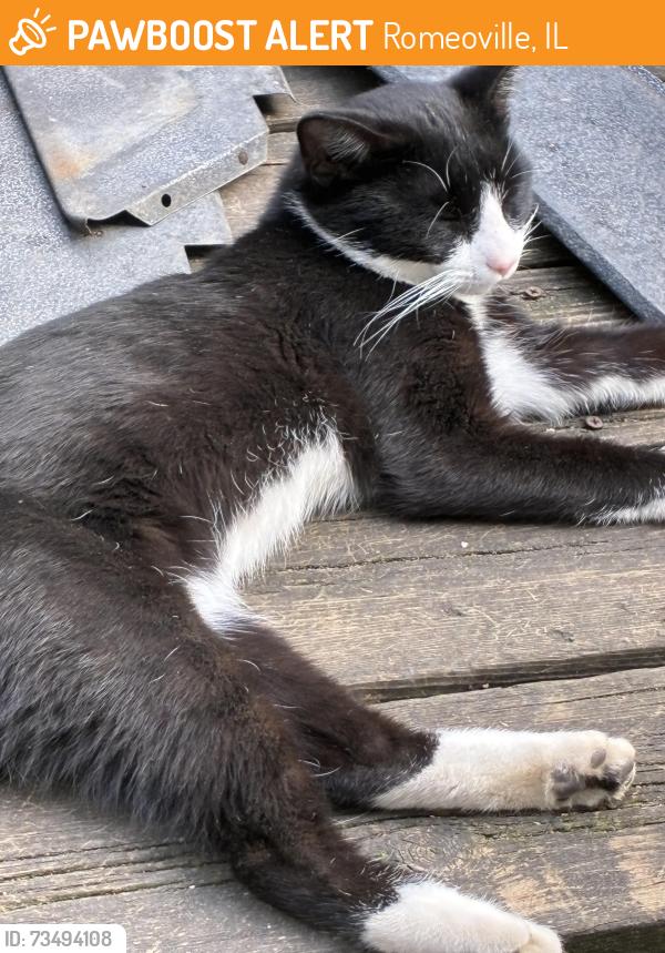 Found/Stray Male Cat last seen Near Hemlock Ave, Romeoville, IL 60446