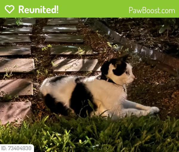 Reunited Unknown Cat last seen Edgewater Dr., Orlando, FL 32804