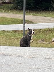 Found/Stray Unknown Dog last seen Near mabry place ct covington ga 30014, Covington, GA 30014
