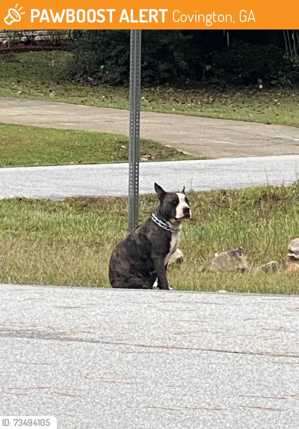 Found/Stray Unknown Dog last seen Near mabry place ct covington ga 30014, Covington, GA 30014