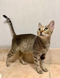 Shelter Stray Female Cat last seen Near Joseph E. Boone Blvd, Atlanta, GA, 1251 Fulton Industrial Blvd NW, Atlanta, GA 30336, USA