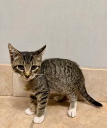 Shelter Stray Male Cat last seen Near Joseph E. Boone Blvd, Atlanta, GA, 1251 Fulton Industrial Blvd NW, Atlanta, GA 30336, USA