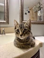 Shelter Stray Unknown Cat last seen Near Joseph E. Boone Blvd, Atlanta, GA, 1251 Fulton Industrial Blvd NW, Atlanta, GA 30336, USA