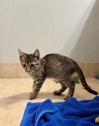 Shelter Stray Male Cat last seen Near Joseph E. Boone Blvd, Atlanta, GA, 1251 Fulton Industrial Blvd NW, Atlanta, GA 30336, USA