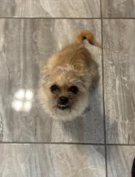 Lost Female Dog last seen Ricardo Molina Middle School, Laredo, TX 78046