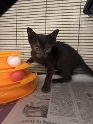 Shelter Stray Male Cat last seen Near 15th PL SW, Vero Beach, FL, 6230 77th St, Vero Beach, FL 32967, USA