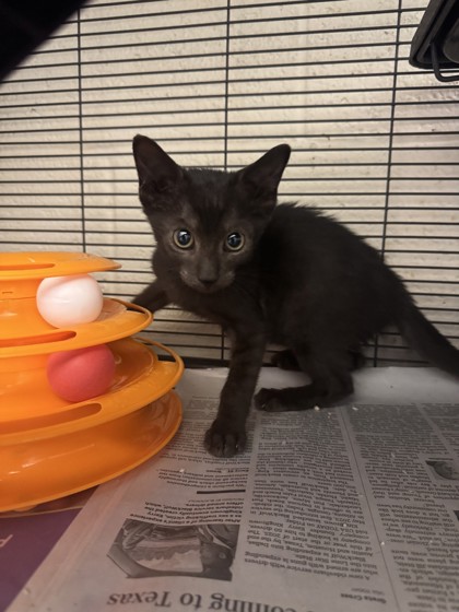 Shelter Stray Male Cat last seen Near 15th PL SW, Vero Beach, FL, 6230 77th St, Vero Beach, FL 32967, USA