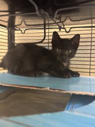 Shelter Stray Male Cat last seen Near 15th PL SW, Vero Beach, FL, 6230 77th St, Vero Beach, FL 32967, USA