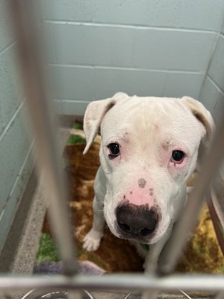 Shelter Stray Male Dog last seen Near College Ave, HC Strays by Out of County Residents, IN, 10501 Hague Rd, Fishers, IN 46038, USA