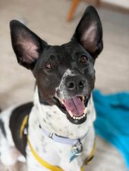 Shelter Stray Female Dog last seen Livsey Rd & Henderson Park RdTucker, GA 30340, 30340, GA, 3280 Chamblee Dunwoody Rd, Chamblee, GA 30341, USA
