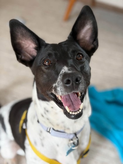 Shelter Stray Female Dog last seen Livsey Rd & Henderson Park RdTucker, GA 30340, 30340, GA, 3280 Chamblee Dunwoody Rd, Chamblee, GA 30341, USA