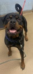 Shelter Stray Male Dog last seen Near Ashford Dunwoody Road, 30338, GA, 3280 Chamblee Dunwoody Rd, Chamblee, GA 30341, USA