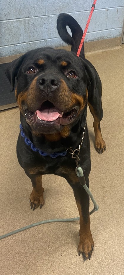 Shelter Stray Male Dog last seen Near Ashford Dunwoody Road, 30338, GA, 3280 Chamblee Dunwoody Rd, Chamblee, GA 30341, USA