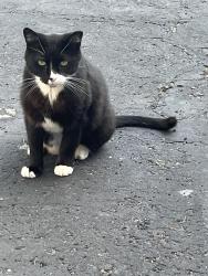 Lost Female Cat last seen 106th & Gray Rd., Carmel, IN 46033