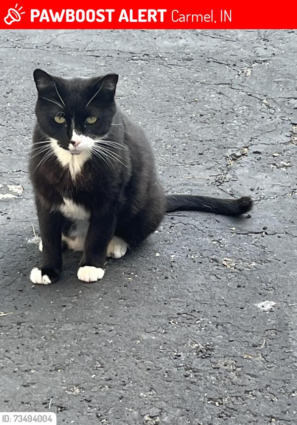 Lost Female Cat last seen 106th & Gray Rd., Carmel, IN 46033
