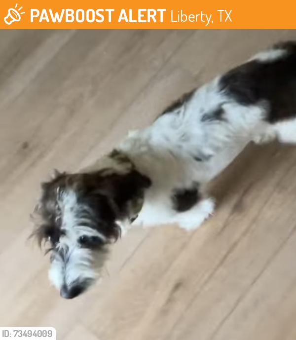 Found/Stray Male Dog last seen Titusville Florida, Liberty, TX 77575