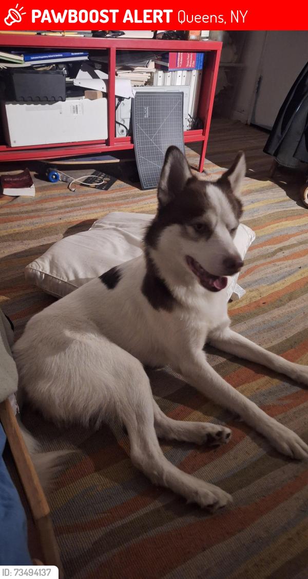 Lost Male Dog last seen 56-27 Van Doren St, Corona, NY 11368, Queens, NY 11368